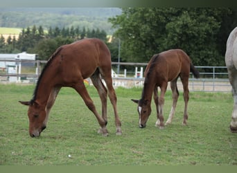 Caballo alemán, Semental, 1 año, Castaño