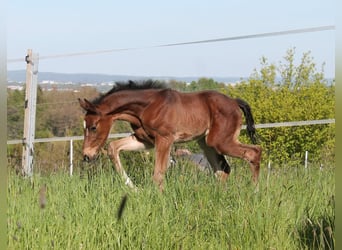 Caballo alemán, Semental, 1 año, Castaño