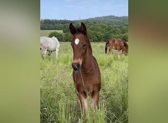 Caballo alemán, Semental, 1 año, Castaño