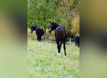 Caballo alemán, Semental, 1 año, Morcillo