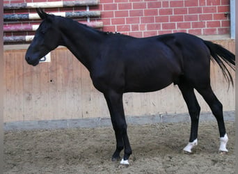 Caballo alemán, Semental, 2 años, 155 cm