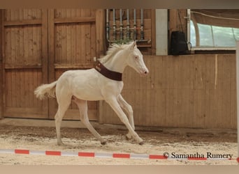 Caballo alemán, Semental, 2 años, 156 cm, Cremello