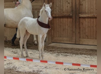 Caballo alemán, Semental, 2 años, 156 cm, Cremello