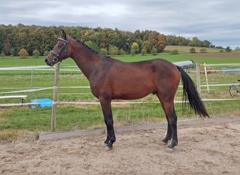 Caballo alemán, Semental, 2 años, 162 cm, Castaño oscuro