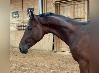 Caballo alemán, Semental, 2 años, 168 cm, Castaño