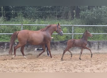Caballo alemán, Semental, 2 años, 173 cm, Castaño