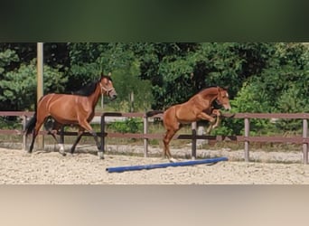 Caballo alemán, Semental, 2 años, 175 cm, Castaño