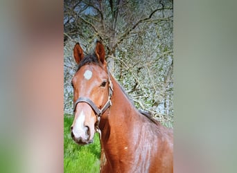 Caballo alemán, Semental, 2 años, 175 cm, Castaño