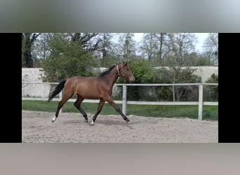 Caballo alemán, Semental, 2 años, 175 cm, Castaño