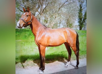 Caballo alemán, Semental, 2 años, 175 cm, Castaño