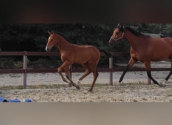 Caballo alemán, Semental, 2 años, 175 cm, Castaño
