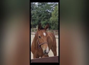 Caballo alemán, Semental, 2 años, 175 cm, Castaño
