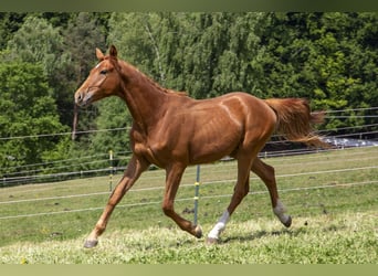 Caballo alemán, Semental, 2 años, Alazán
