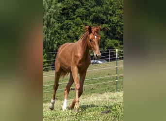 Caballo alemán, Semental, 2 años, Alazán