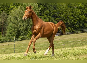 Caballo alemán, Semental, 2 años, Alazán
