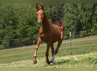 Caballo alemán, Semental, 2 años, Alazán