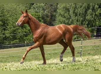 Caballo alemán, Semental, 2 años, Alazán