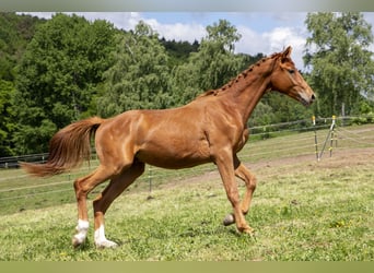 Caballo alemán, Semental, 2 años, Alazán