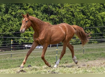 Caballo alemán, Semental, 2 años, Alazán
