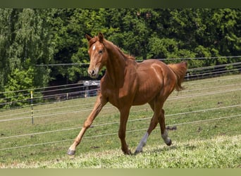 Caballo alemán, Semental, 2 años, Alazán
