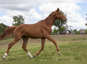 Caballo alemán, Semental, 2 años, Alazán