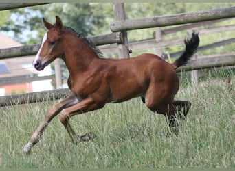 Caballo alemán, Semental, 2 años, Castaño