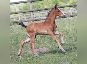 Caballo alemán, Semental, 2 años, Castaño