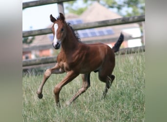 Caballo alemán, Semental, 2 años, Castaño