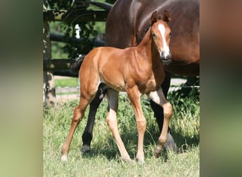 Caballo alemán, Semental, 2 años, Castaño