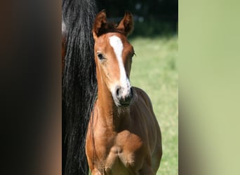 Caballo alemán, Semental, 2 años, Castaño