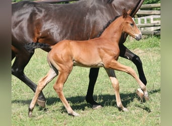 Caballo alemán, Semental, 2 años, Castaño