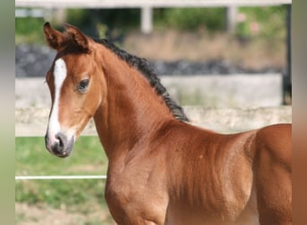 Caballo alemán, Semental, 2 años, Castaño