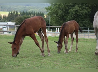 Caballo alemán, Semental, 2 años, Castaño