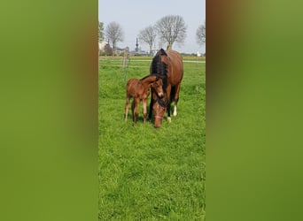 Caballo alemán, Semental, 2 años, Castaño oscuro