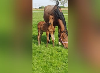 Caballo alemán, Semental, 2 años, Castaño oscuro