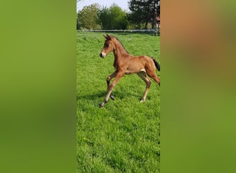 Caballo alemán, Semental, 2 años, Castaño oscuro