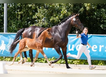 Caballo alemán, Semental, 2 años, Castaño oscuro