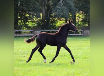 Caballo alemán, Semental, 2 años, Castaño oscuro