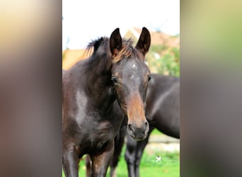 Caballo alemán, Semental, 2 años, Castaño oscuro