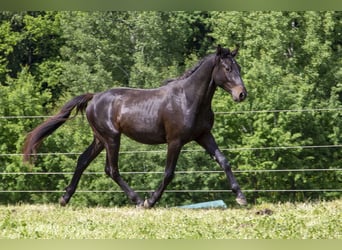 Caballo alemán, Semental, 2 años, Castaño oscuro