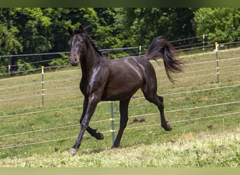 Caballo alemán, Semental, 2 años, Castaño oscuro