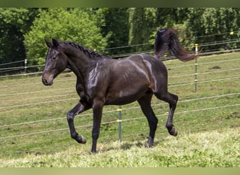 Caballo alemán, Semental, 2 años, Castaño oscuro