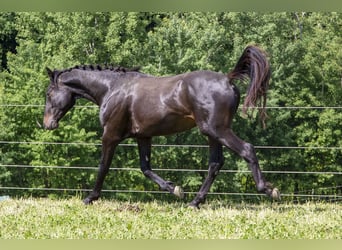 Caballo alemán, Semental, 2 años, Castaño oscuro