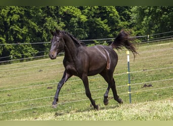 Caballo alemán, Semental, 2 años, Castaño oscuro