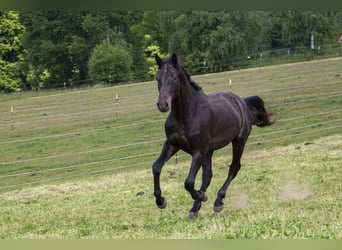 Caballo alemán, Semental, 2 años, Castaño oscuro