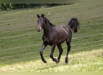 Caballo alemán, Semental, 2 años, Castaño oscuro