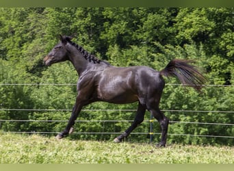 Caballo alemán, Semental, 2 años, Castaño oscuro