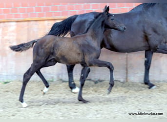 Caballo alemán, Semental, 2 años, Morcillo