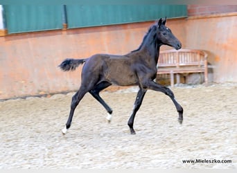 Caballo alemán, Semental, 2 años, Morcillo