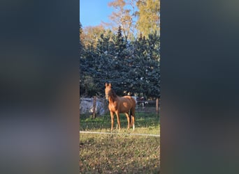 Caballo alemán, Semental, 3 años, 152 cm, Alazán